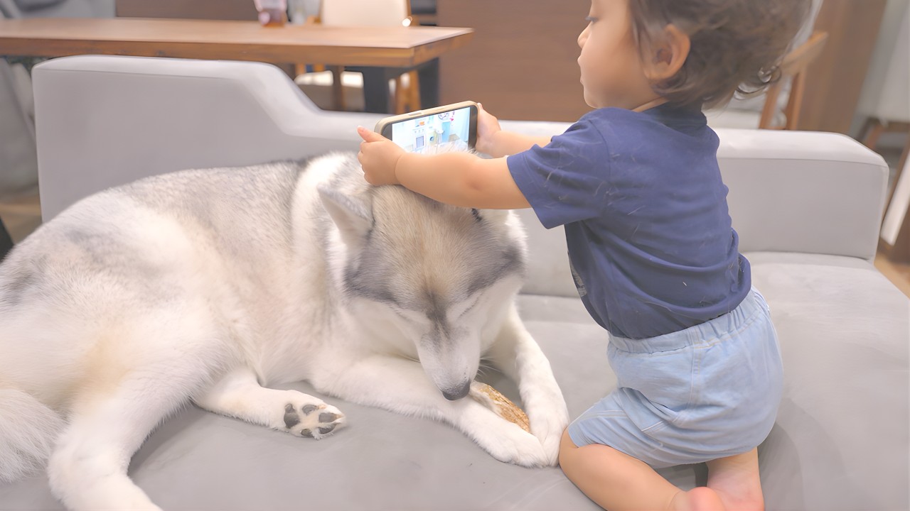 スマホスタンドにされようとも動じない、心の広い愛犬がこちらです...笑