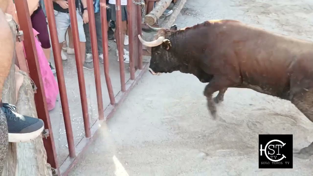 Moratilla de los Meleros Guadalajara encierro calles con dos toros de casta navarra 2025 📹 Esteban 
