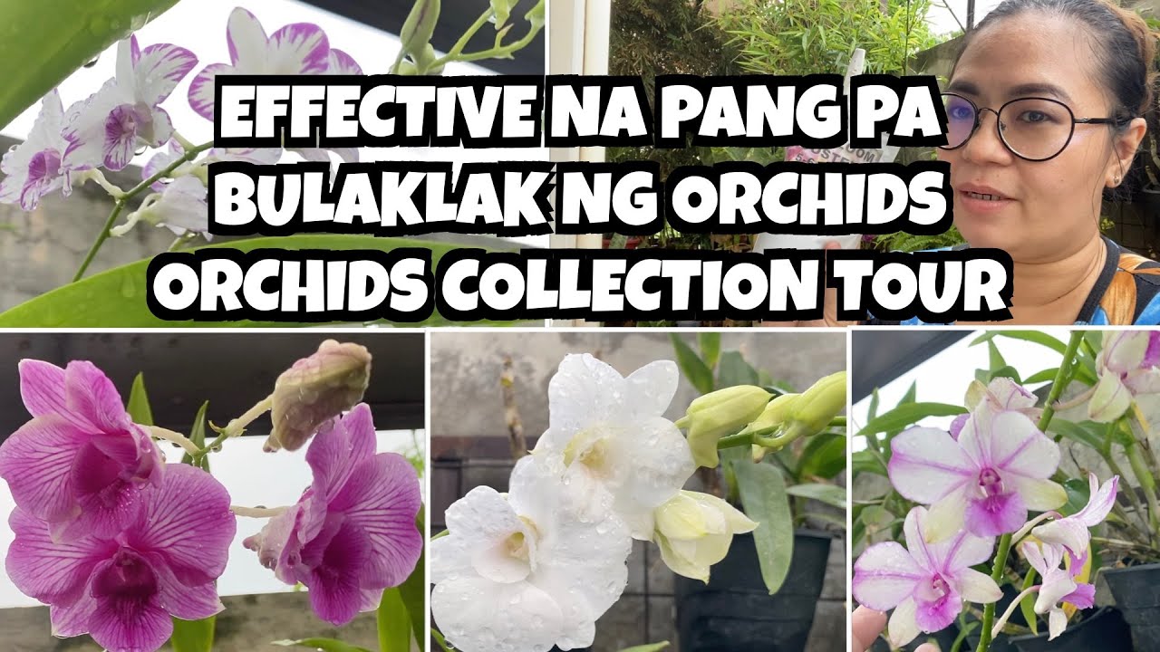 PANGPA BULAKLAK NG ORCHIDS (ORCHIDS COLLECTION TOUR)