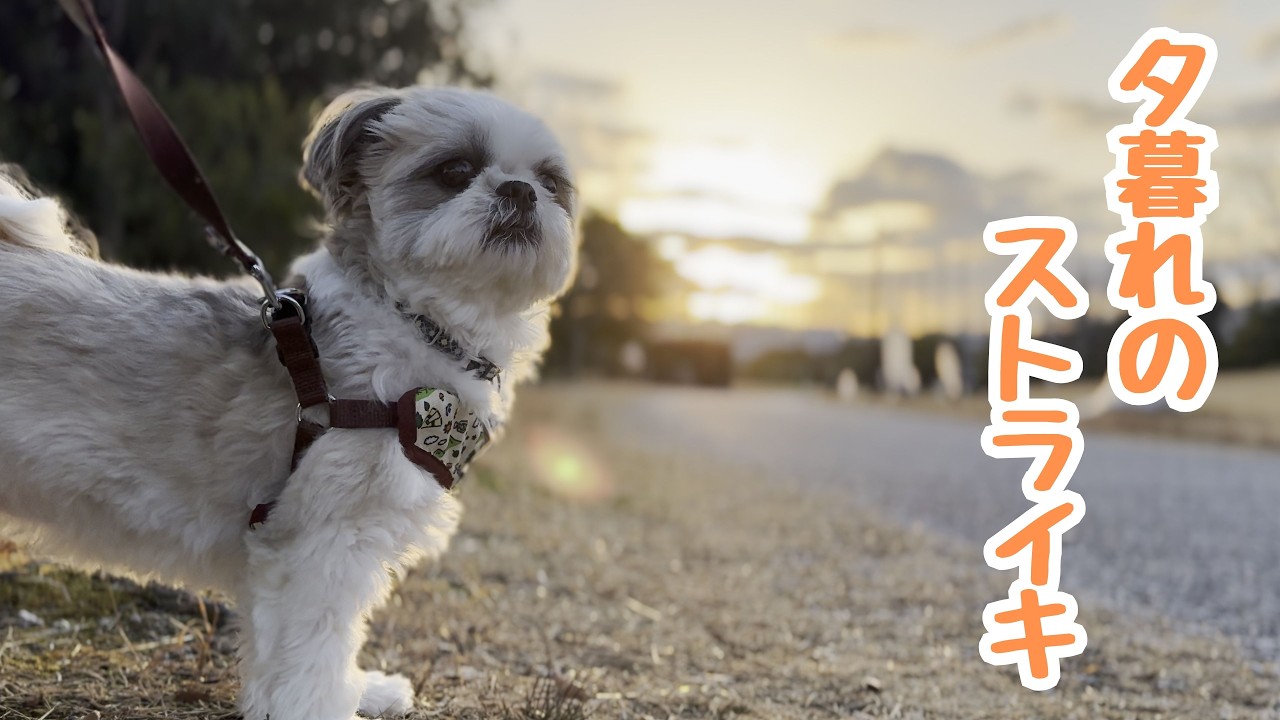 夕暮れのストライキ！？【シーズー】