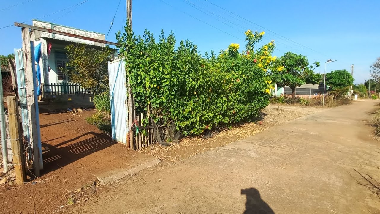 Bán vườn điều đang thu mạnh, có nhà giá rẻ =S 20.701,8m²,giá 2ty5 bao sổ. 