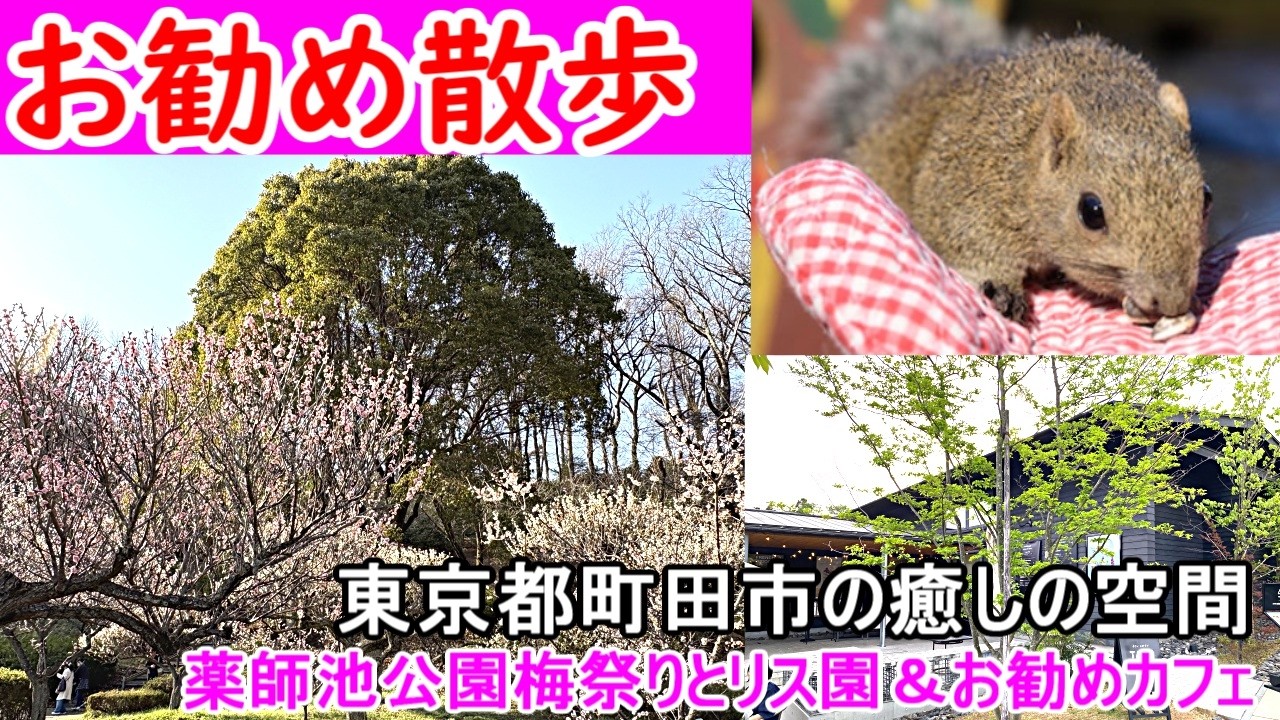 東京町田市の薬師池公園は東京とは思えないお勧めの隠れスポット！季節の彩り | 梅まつりと周辺のお勧めスポットを紹介します。癒しのカフェやリス園もあるよ！