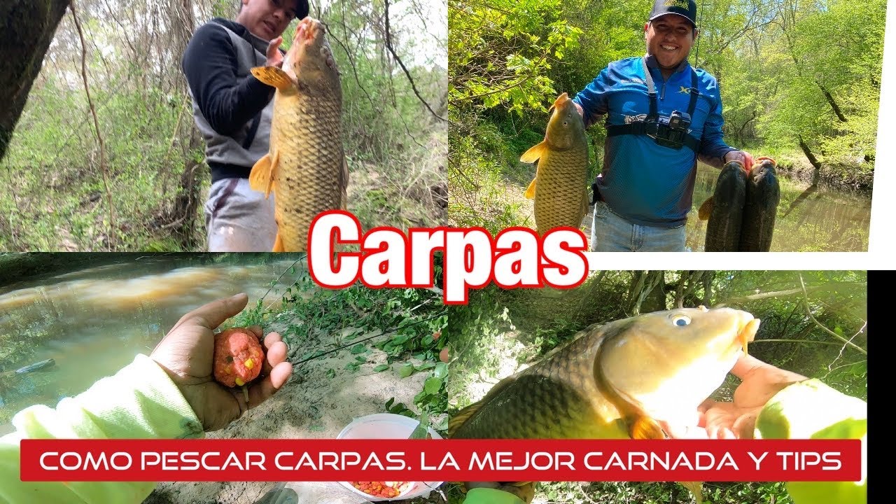 Carnada para carpa. LA MEJOR CARNADA PASO A PASO.