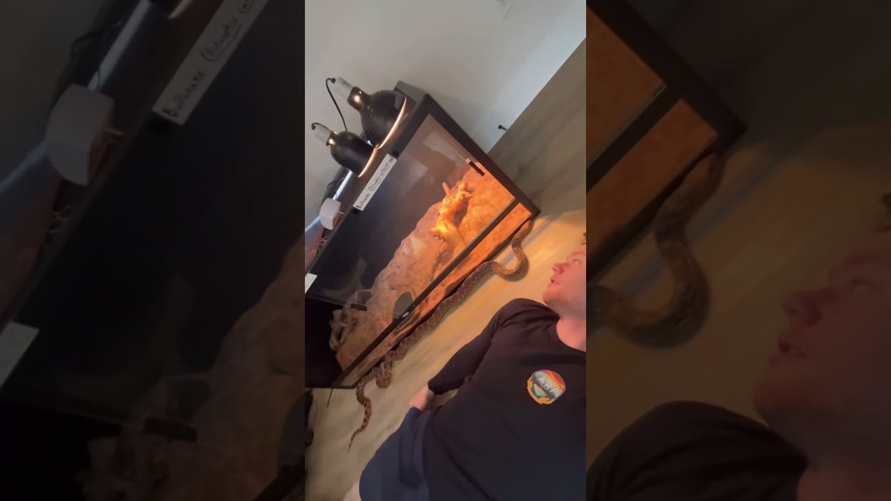 Silverwing the Bullsnake vs Ryan the Human 