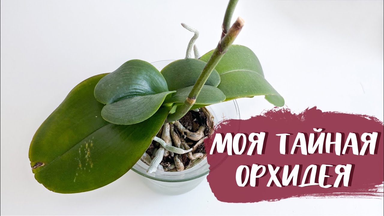 ОРХИДЕЯ с 90% СКИДКОЙ. Повторное цветение и ВСЯ ПРАВДА о СИНГОЛО.