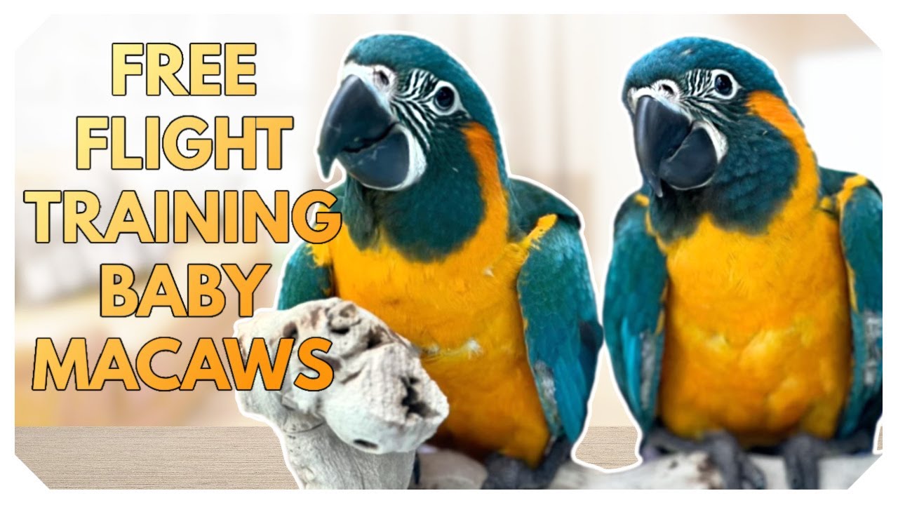 I Trained a Blue Throated Macaw to Free Fly!