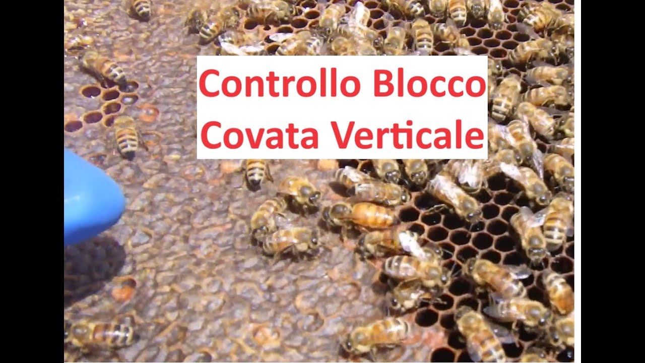 Controllo Blocco Covata Verticale per Trattamento Varroa