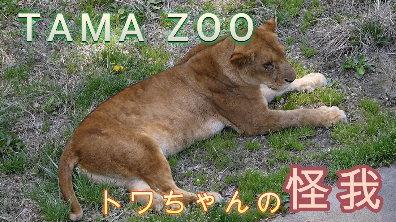 トワちゃんの怪我　2024/4/14【多摩動物公園　ライオン】