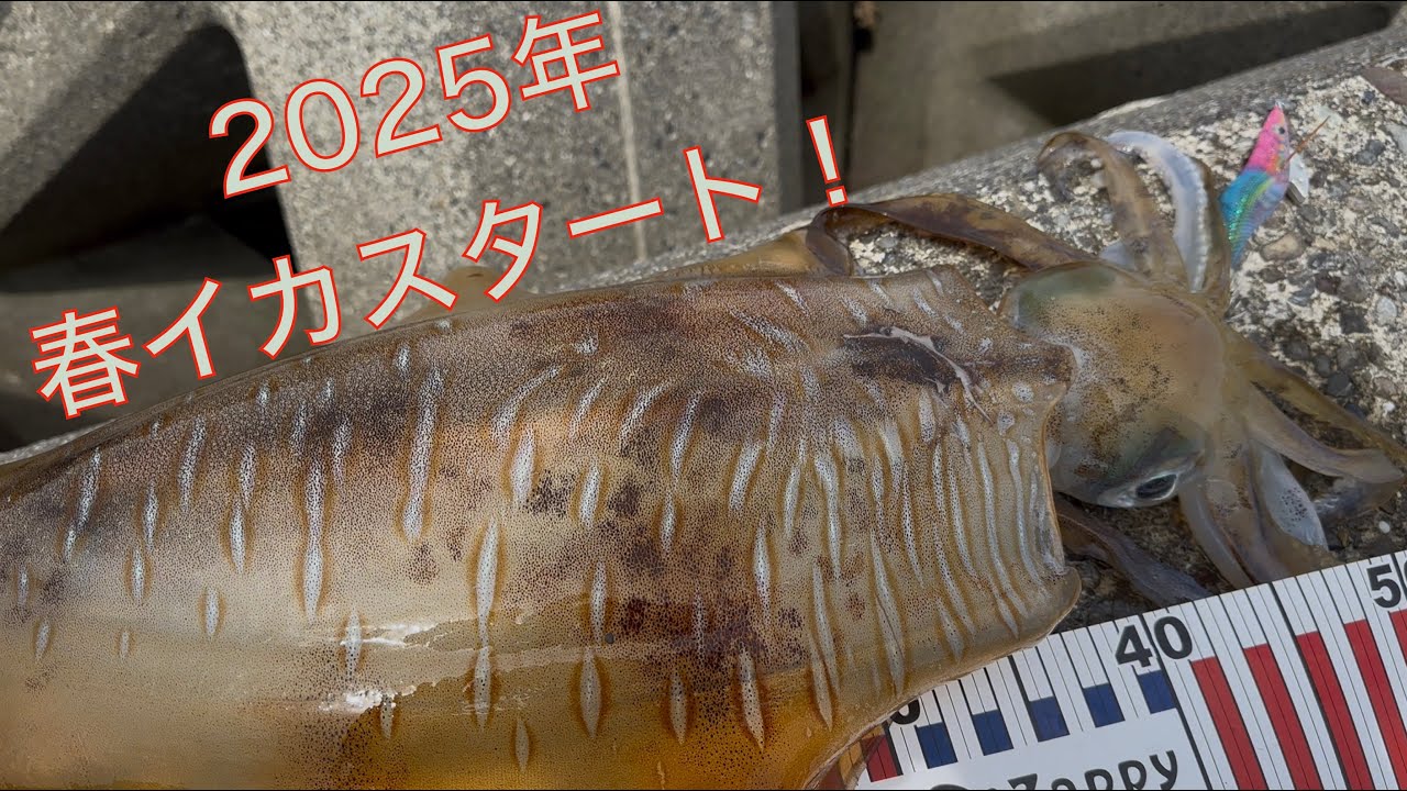 25春イカは大型の当たり年？ 2kg超えの巨大アオリイカに大興奮！