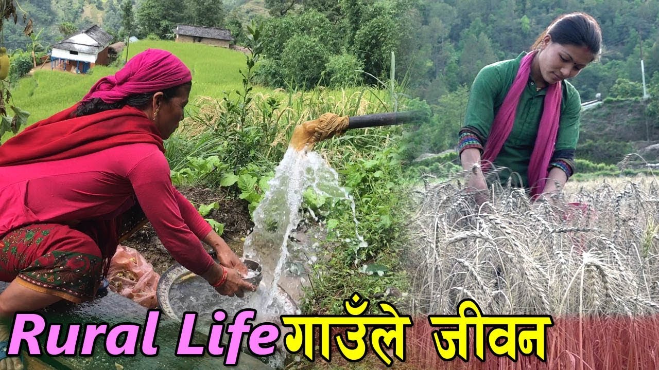 बैशमा कतिले गाउँनु/सुन्नु भयो एस्तो दोहोरी || Rural Life of Nepal || गाउँले जिबनशैली ||