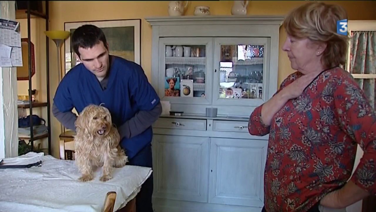 L’ostéopathie pour animaux dans la Nièvre