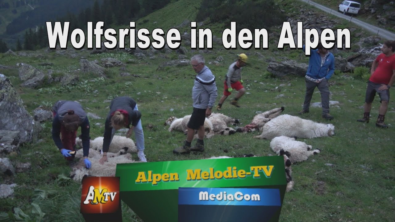 Wolfsrisse in den Alpen - Pressekonferenz