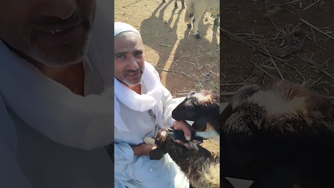 اسعار الغنم السمالوطي والبلدي العشر والقنيه والرضيع سوق المنيا