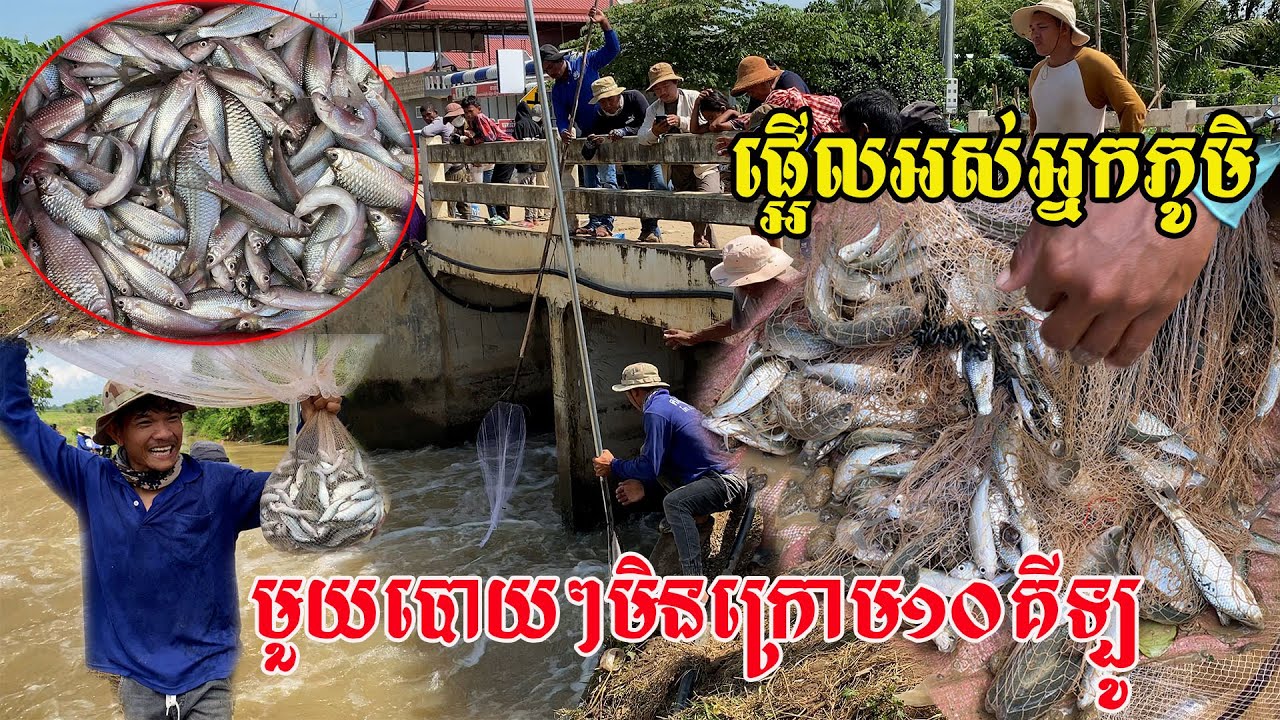 ត្រីនោះត្រីហេីយមួយបោយៗមិនក្រោម១០គីឡូទេ​ បង់ក៏ត្រូវបោយក៏ត្រូវដែល​ (ស្ពានអូរអណ្ដូង​០៩.១១.២០២៥)