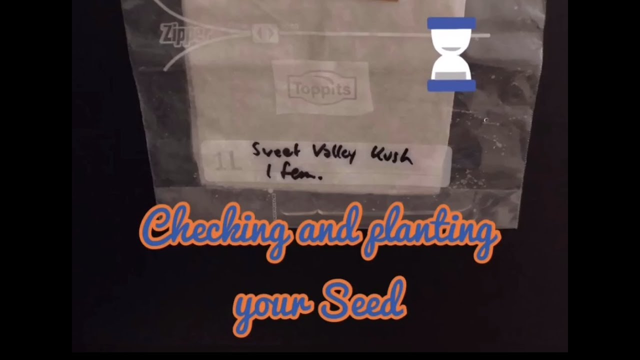 PLANTING YOUR SEED THE RIGHT WAY! - FULL VIDEO