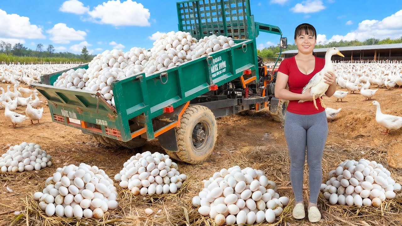 Amazing Farm Harvest! 1000+ Duck Eggs & Ducks Loaded on a Truck for Market