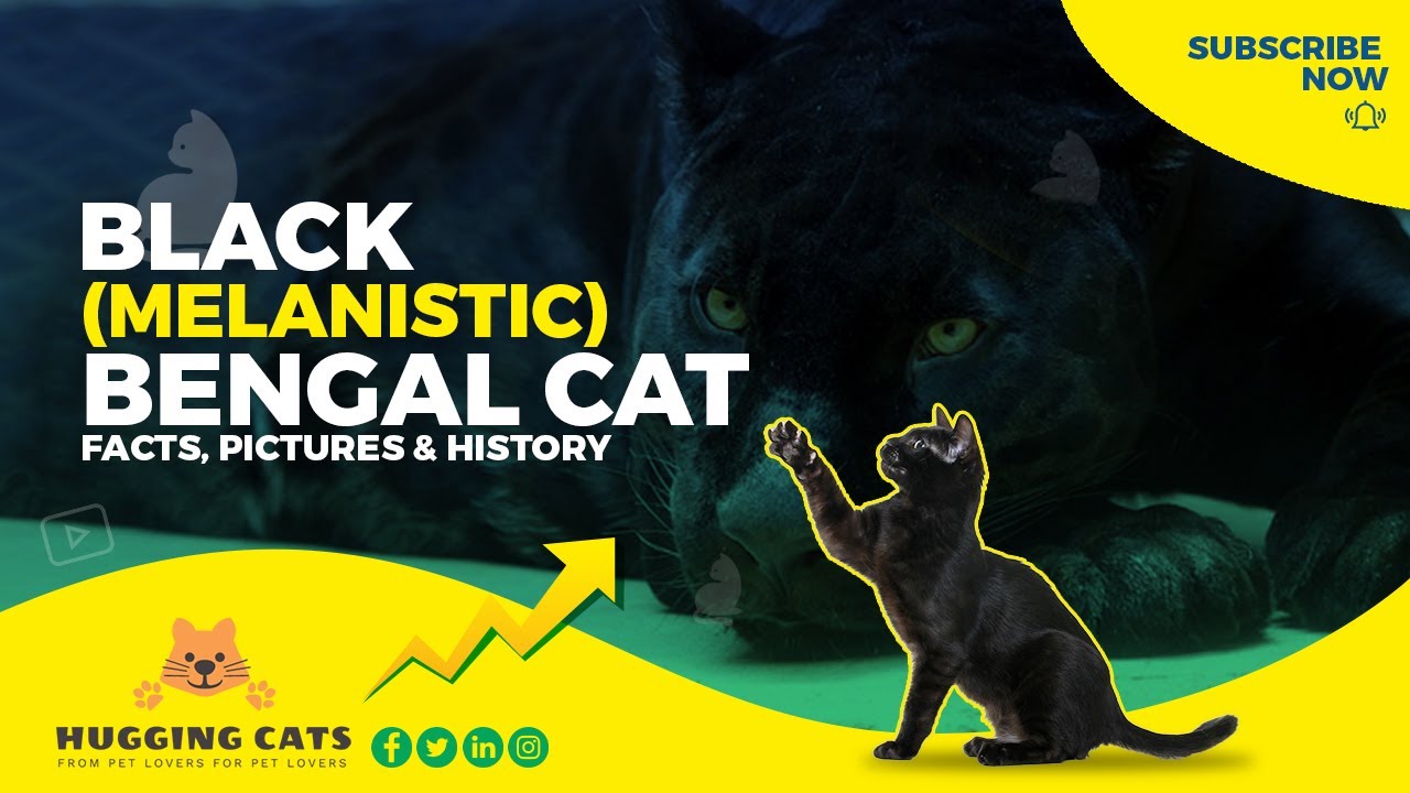 All You Need to Know About Black Melanistic Bengal Cats