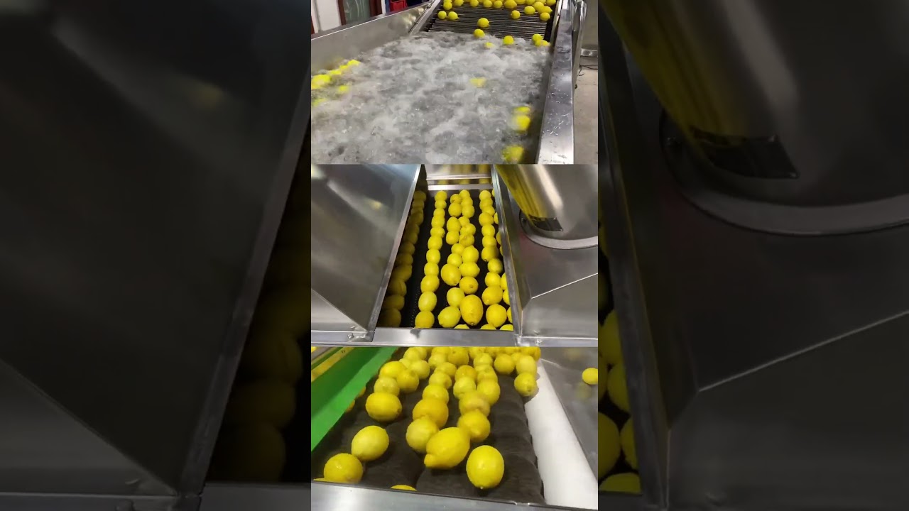lemon washing drying waxing grading line fruit processing line citrus cleaning sorting equipment