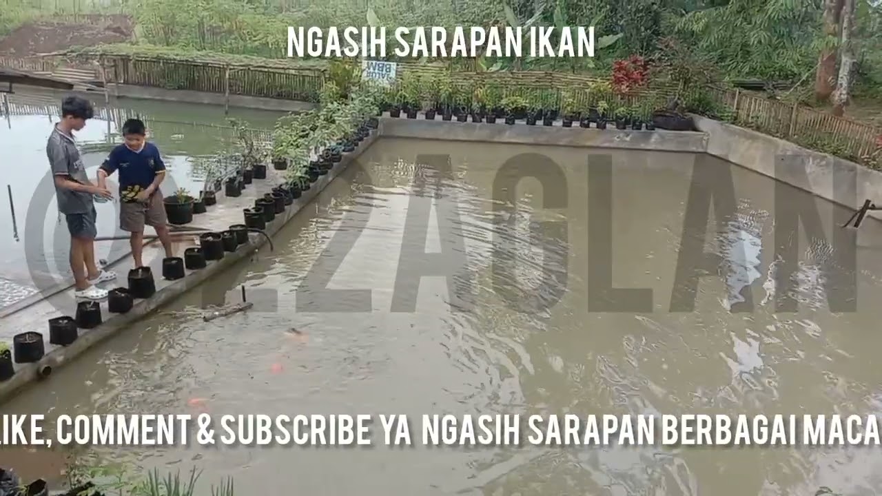 Ngasih sarapan ikan di kolam @22aglan