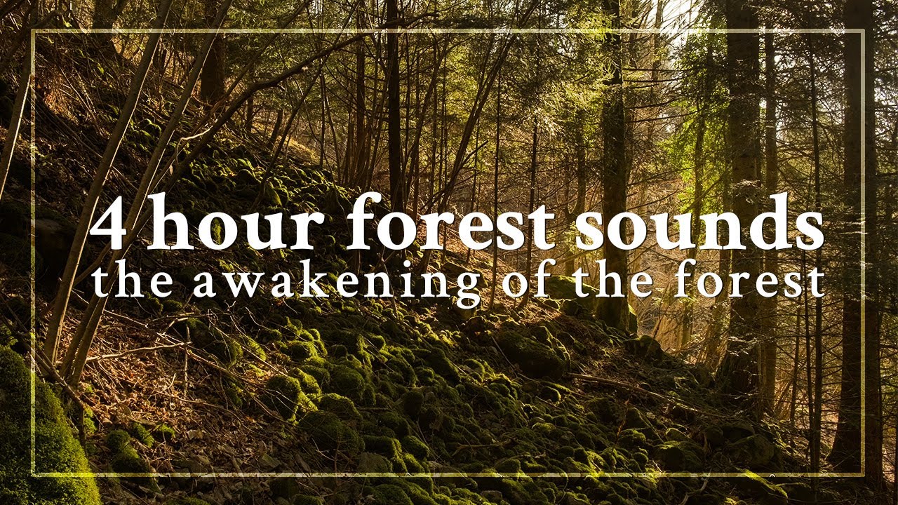 4 Hours of Forest Sounds for Sleep, Study, and Relaxation - The Awakening of the Forest Ambience