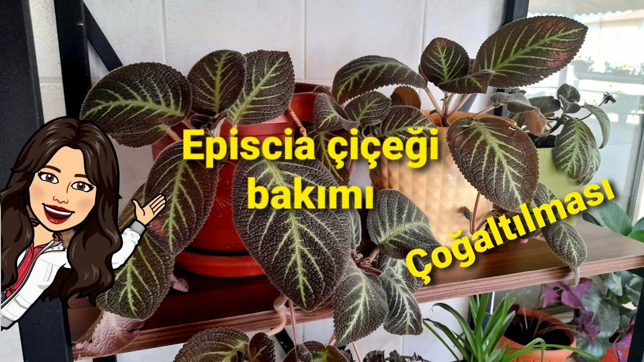 EPİSCİA ÇİÇEĞİ BAKIMI⚘🪴ALEV MENEKŞESİ⚘🪴#alevmenekşesi#epikiyabakımı#episciaçoğaltılması