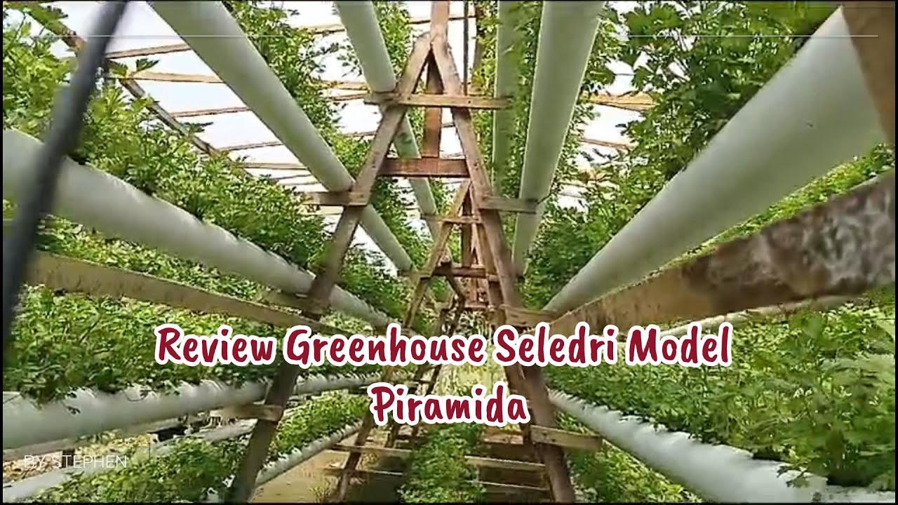 Review...Green House Seledri Model Piramida