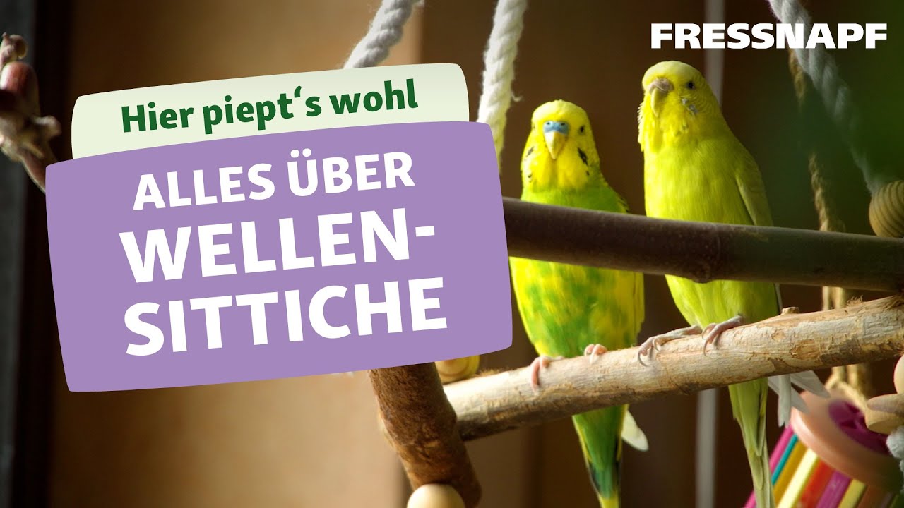Alles über Wellensittiche