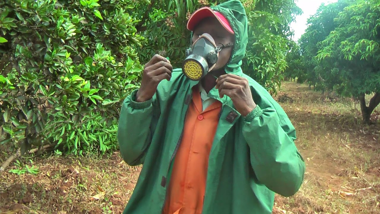 Kenya-Makueni Mango Tree Spraying