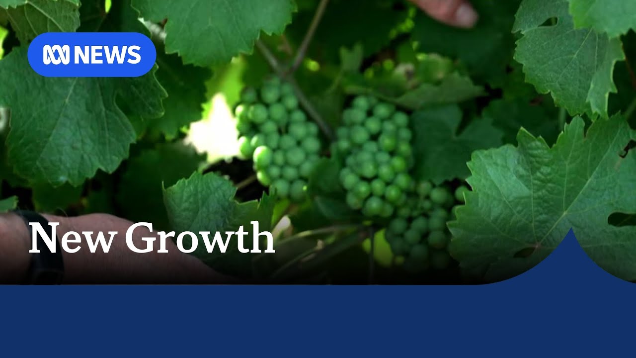 After devastating frost, grape growers are feeling optimistic | ABC NEWS