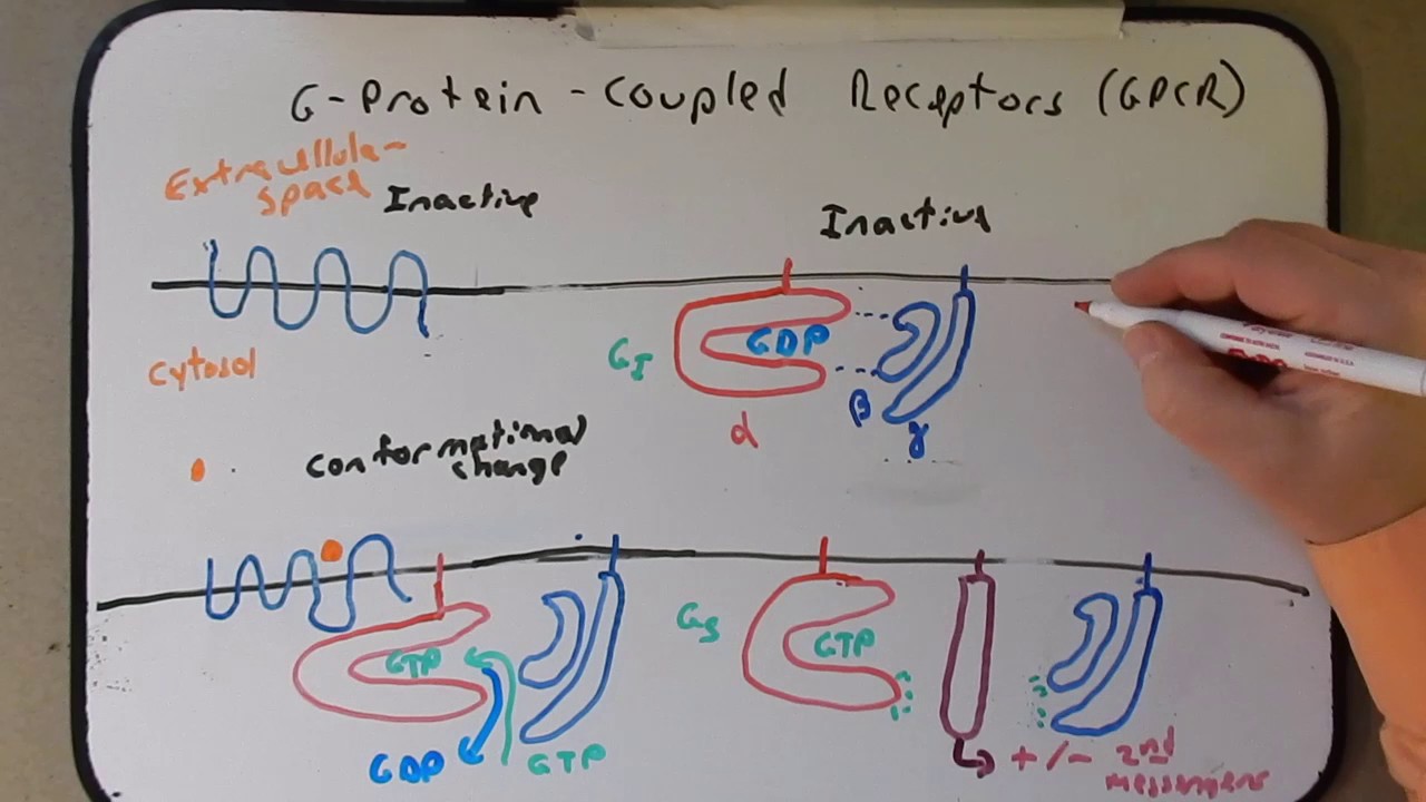 Day 28 Podcast GPCR New