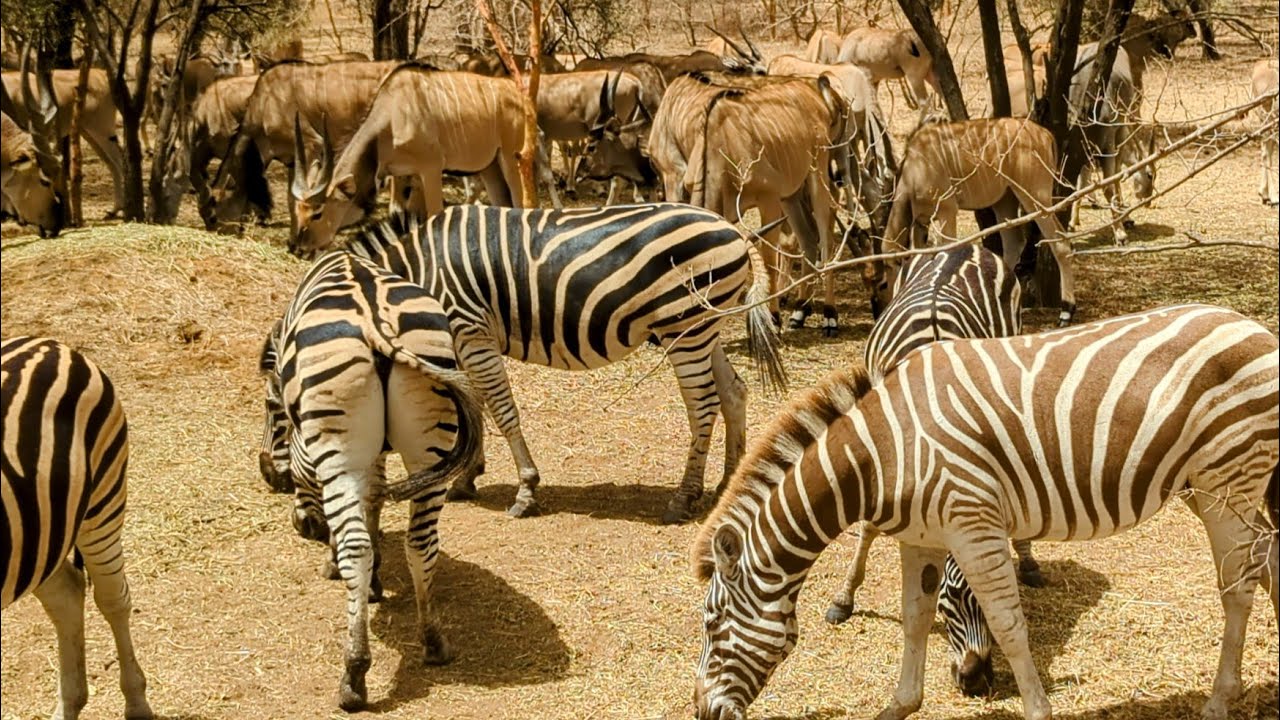 Safari at Bandia Reserve, Senegal