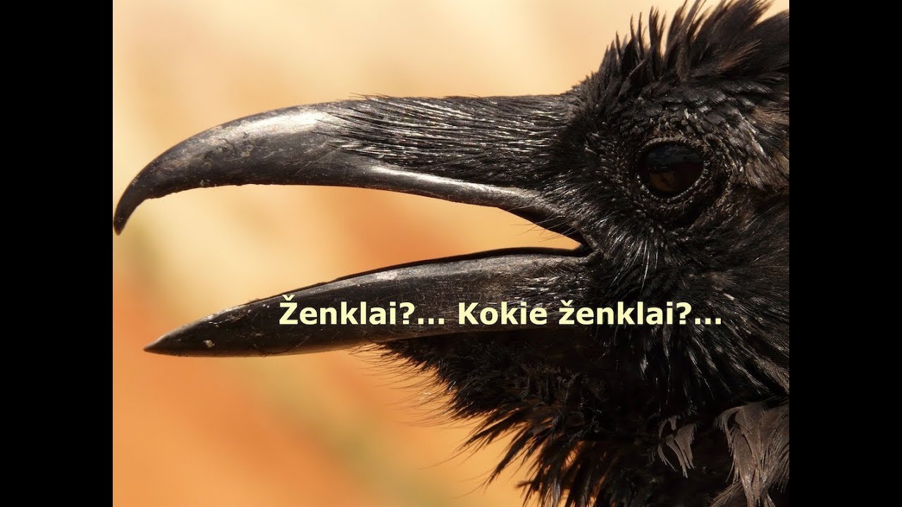 Dvasios ženklai. II Dalis. Paukščiai. Sielų susitarimai anapusybėje.
