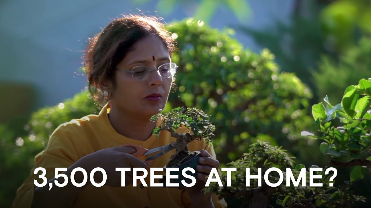 India’s Bonsai Queen: Big Impact in Tiny Trees