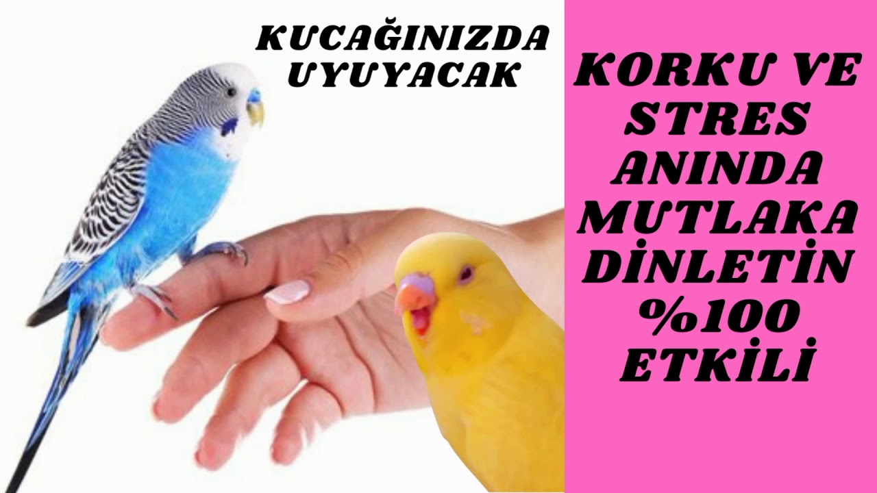 muhabbet kuşu stresten nasıl çıkar kuşunuzu dinlendirecek uyutacak müzik dinlet kucağında uyusun