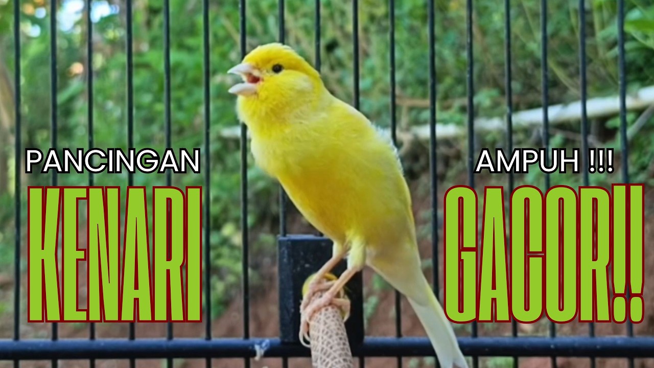Pancingan Kenari GACOR panjang untuk Masteran Kenari PAUD & agar Kenari diam agar bunyi & gacor