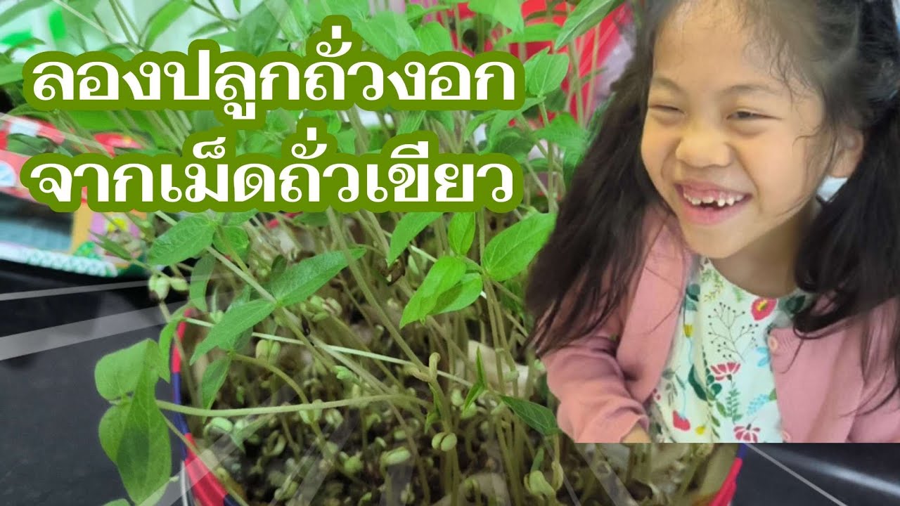 ลองปลูกถัวงอกจากถั่วเขียว
