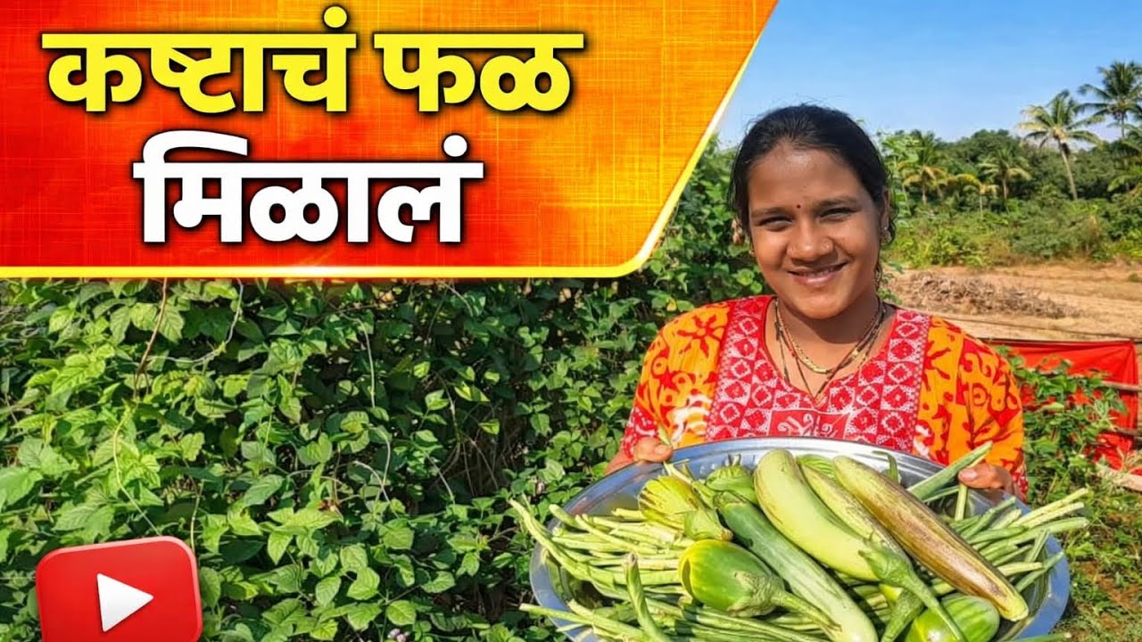 @kokanisanketvlogs1 कष्टाचं फळ मिळालं, वांगी वाली लागायला सुरुवात झाली. #kokanisanket #viral #kokan 