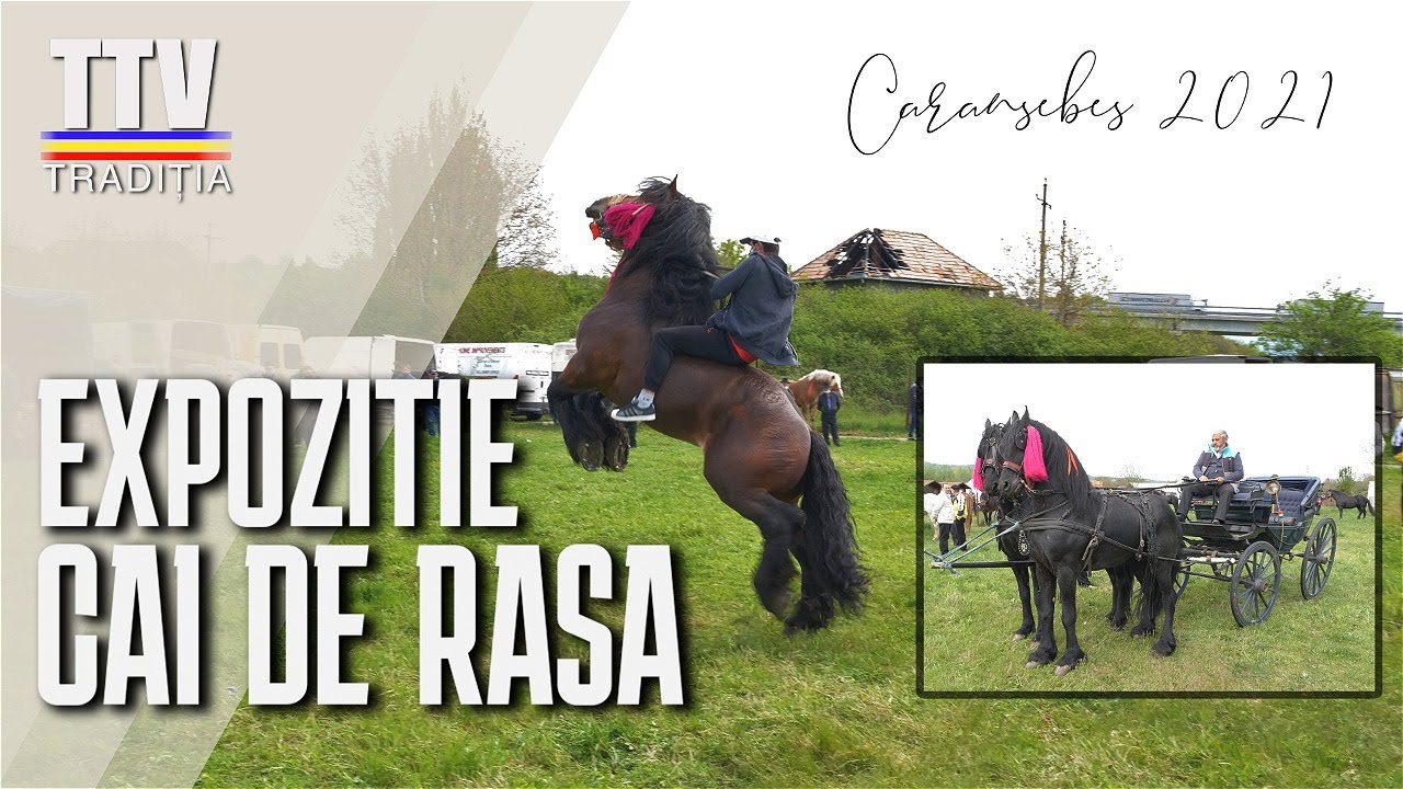 Expozitie de cai de rasa - Caransebes - 2021 - TraditiaTV