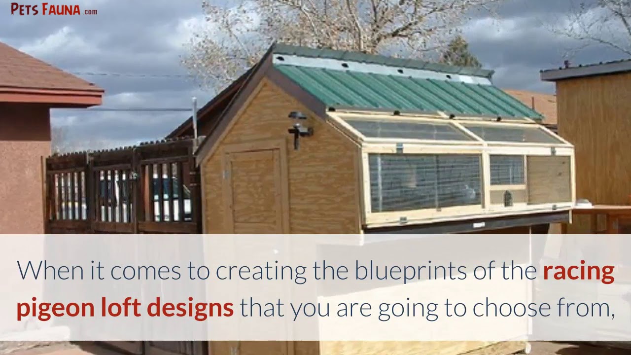 Racing Pigeons 101 The Racing Pigeon Loft Designs