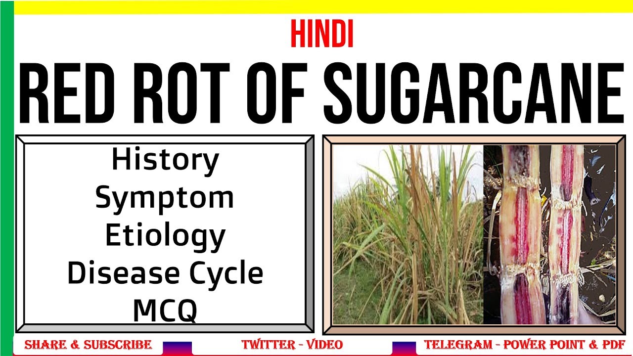 Red Rot of Sugarcane, History, Symptom, Etiology, Disease Cycle, MCQ | C. falcatum | PAC #16