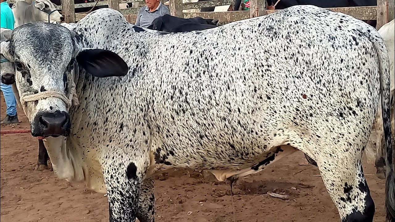 Feira de Gado Capoeiras Pe.13/02/26