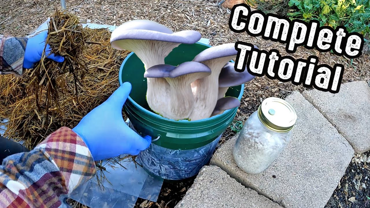 How To Grow Pounds Of Delicious Oyster Mushrooms In A 5 Gallon Bucket Full Of Straw!