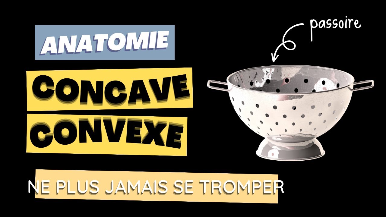 ANATOMIE - Concave & Convexe
