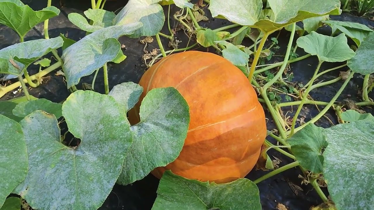Zucche giganti, senza acqua.