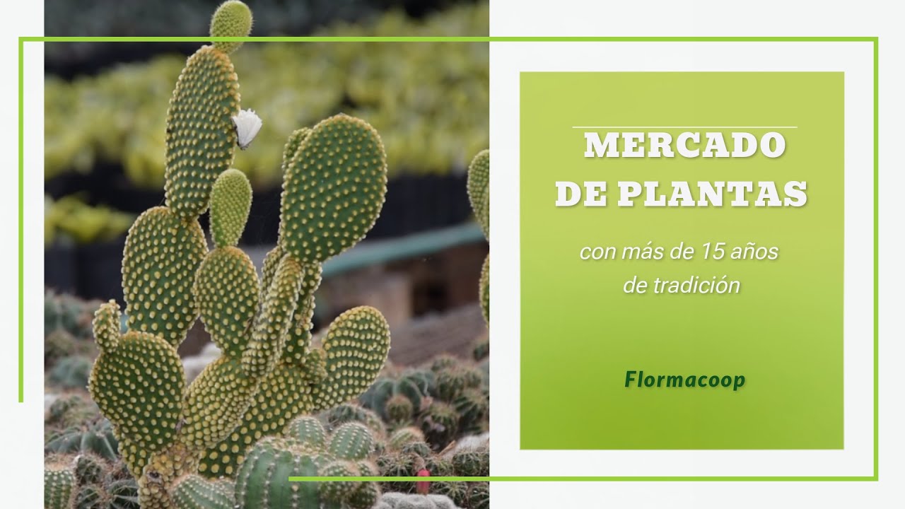 Mercado Nacional de Plantas y de Flormacoop,  Tradicional madrug&oacute;n,