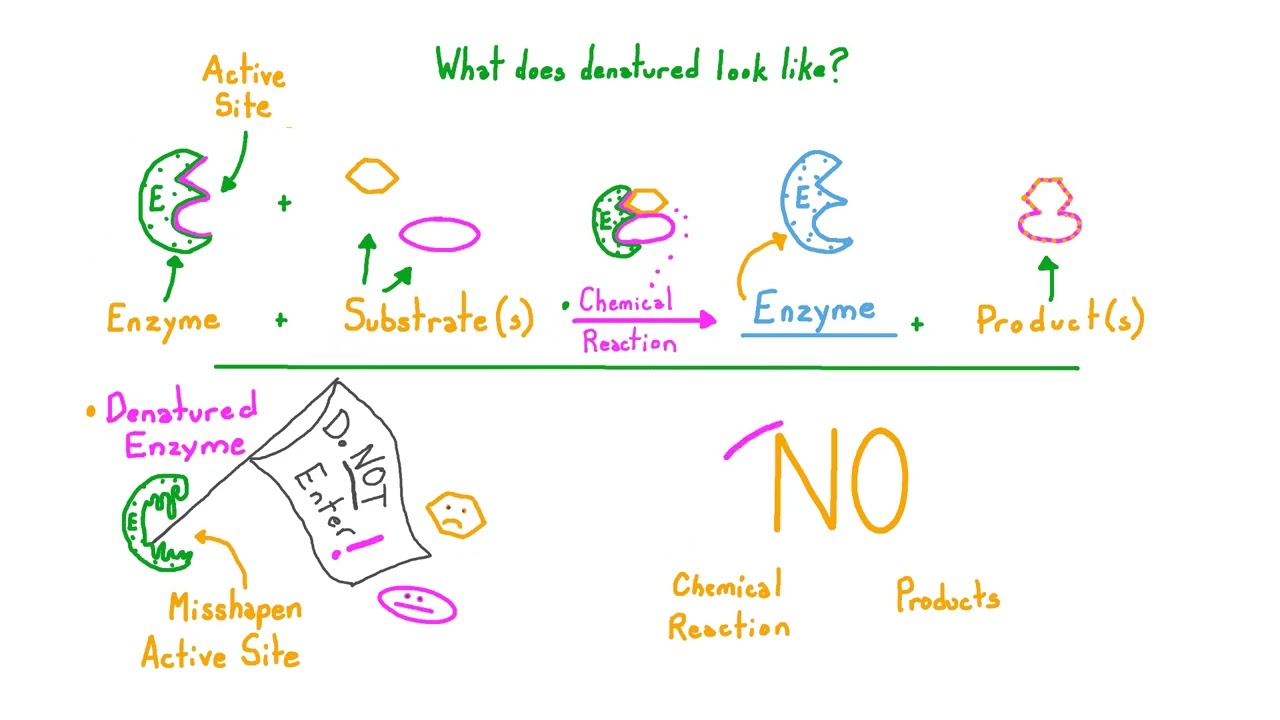 Factors Investigating Enzyme Activity