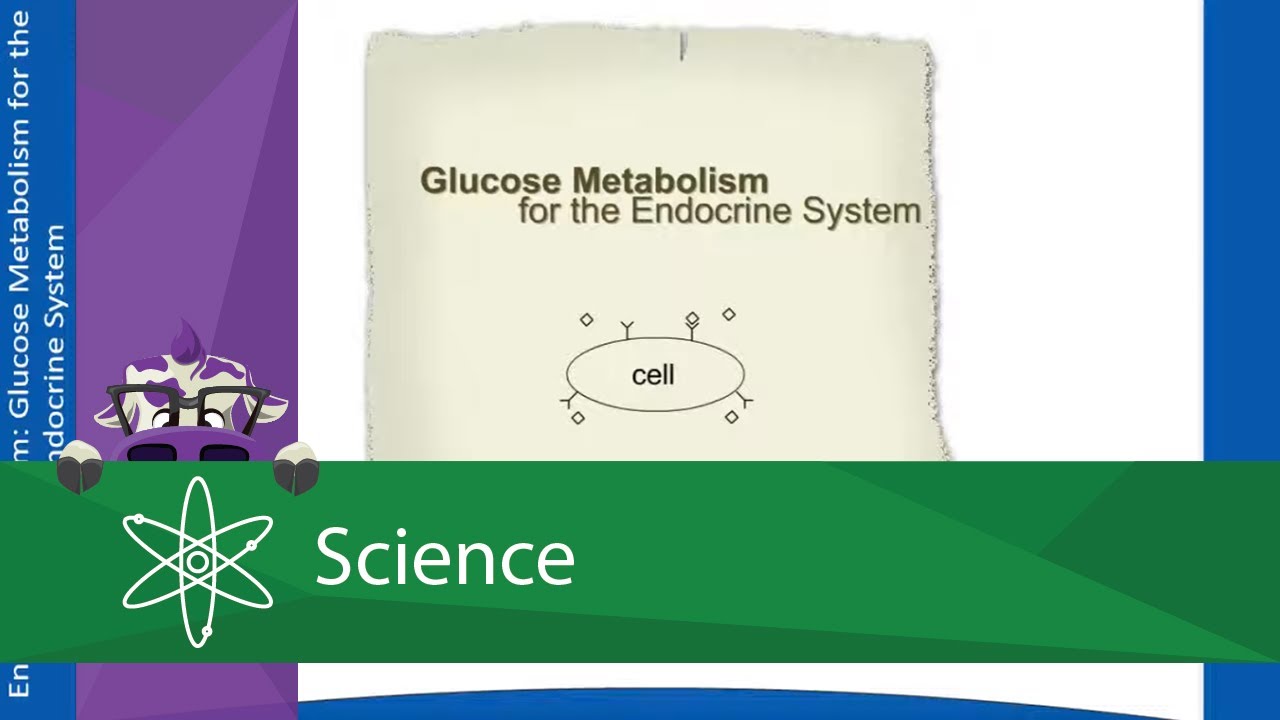Glucose Metabolism for the Endocrine System