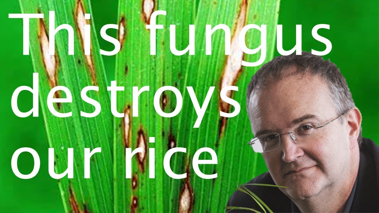 Rice blast fungus: sustainable plant disease control - Nick Talbot