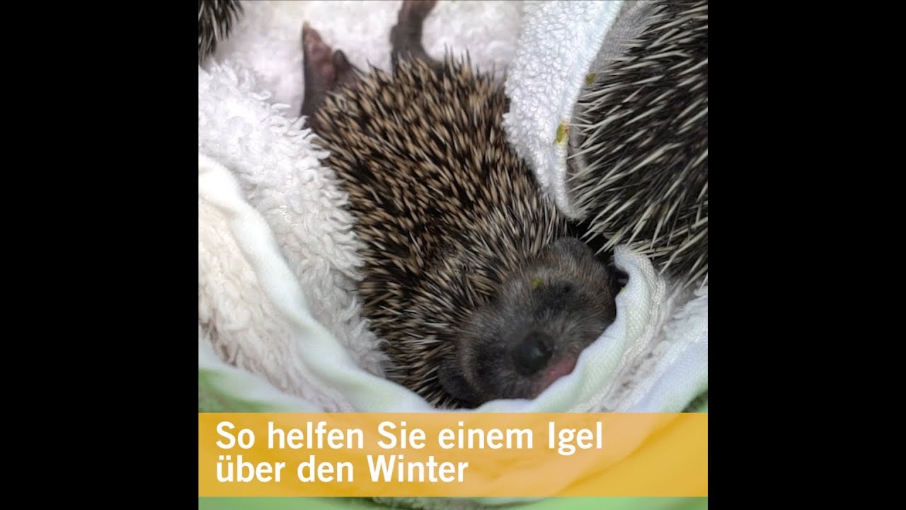 Igel &uuml;berwintern, so geht's