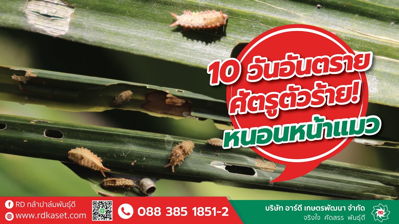 10 วันอันตราย ศัตรูตัวร้ายสวนปาล์ม กับหนอนหน้าแมว